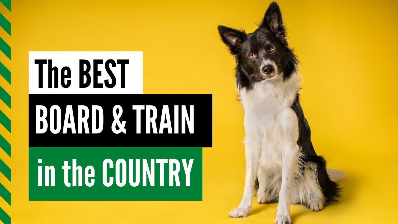 Camp Works at Alaska Dog Works | Dog Training