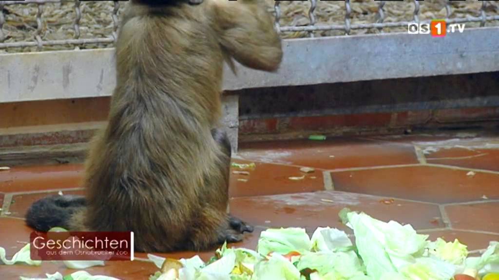 Geschichten aus dem Osnabrücker Zoo -- Kapuzineraffen