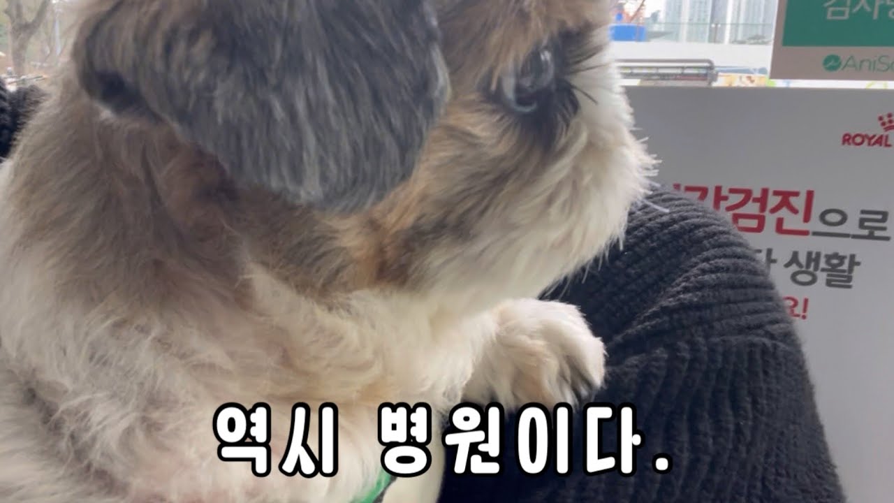 시츄는 병원이 무섭다
