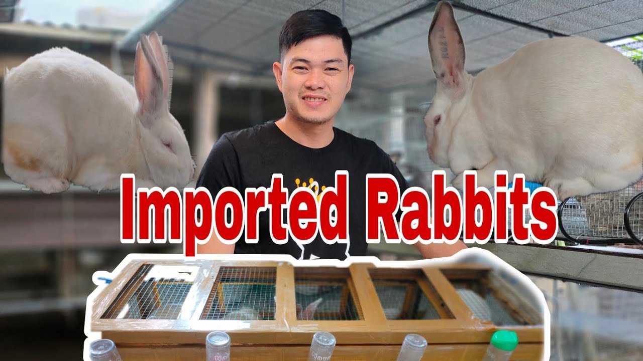 Rabbit Farming: Nag import Tayo ng rabbit🙏