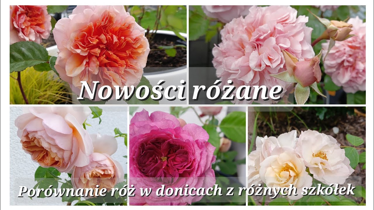 New roses 🌹 comparison of roses from different nurseries - Rosarium, Garden Roses, Floribunda 🌹
