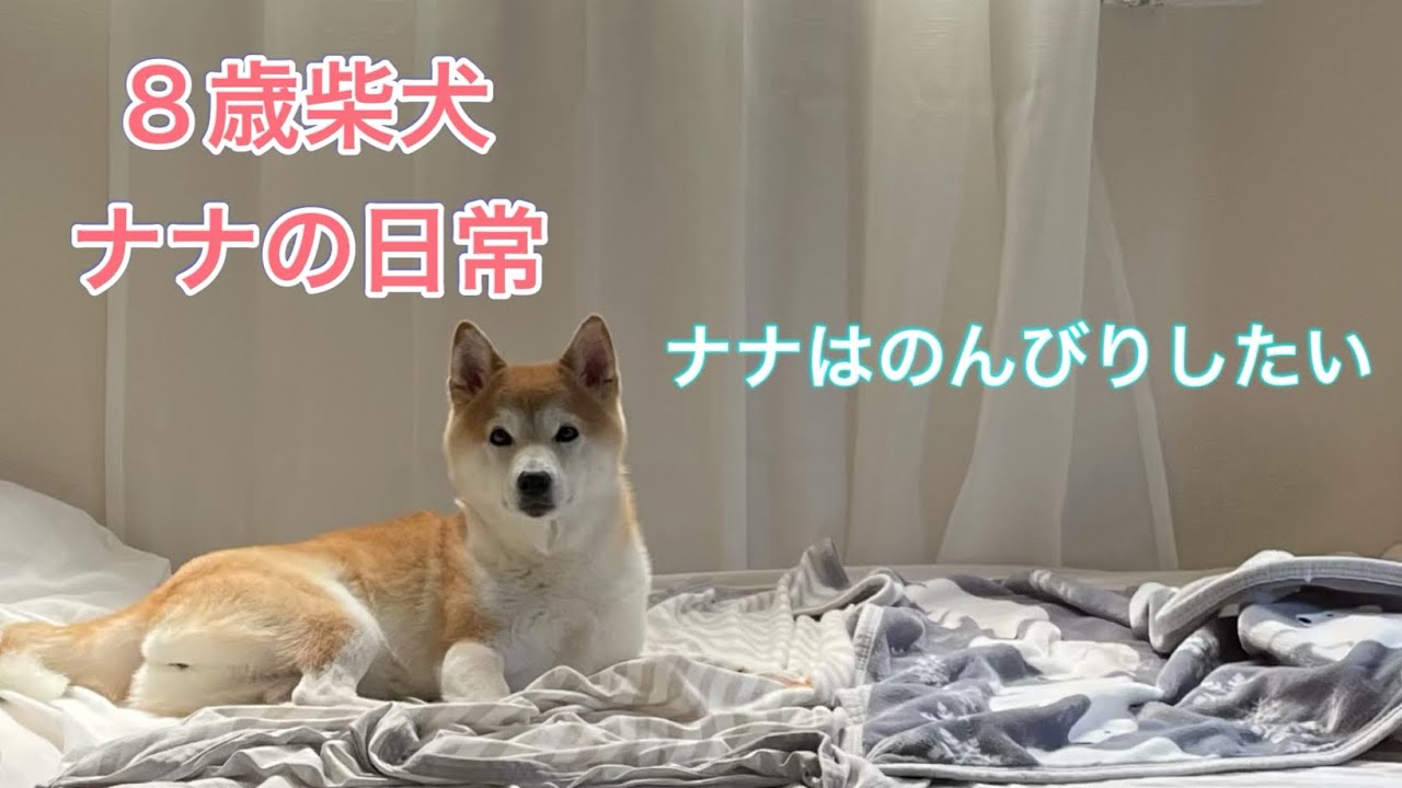 [何する？] ナナはのんびりする