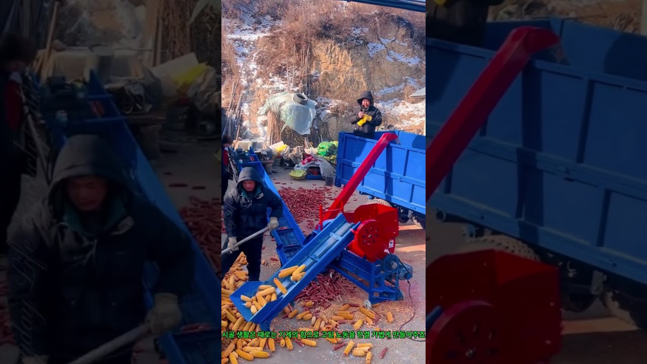 옥수수 탈곡기! 농촌 수확 효율 대폭 업그레이드