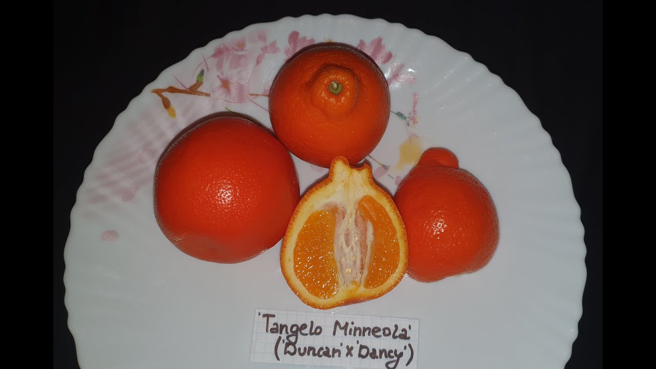 Citrus Tangelo Minneola / Танжело Минеола (Honeybell tangelo)