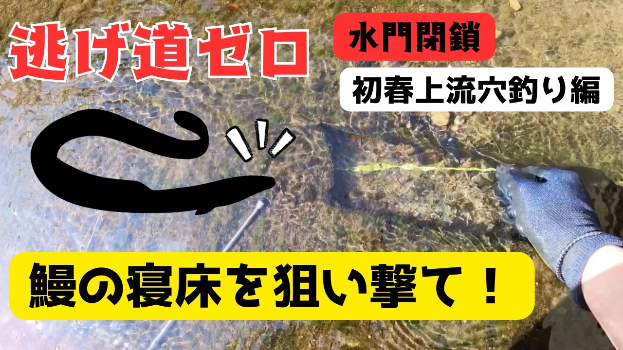 下れない、登れない。閉鎖水域のウナギを引きずり出す