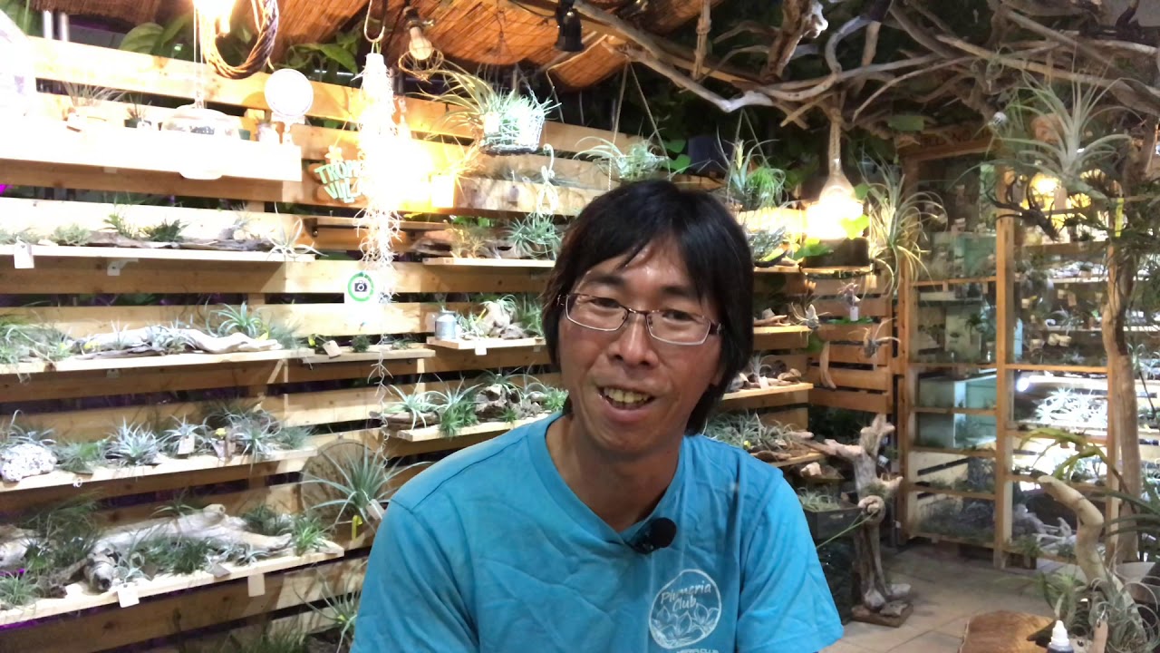【南国植物入門・VOL.8】一般種のエアプランツの水やりの基礎知識(総論編)
