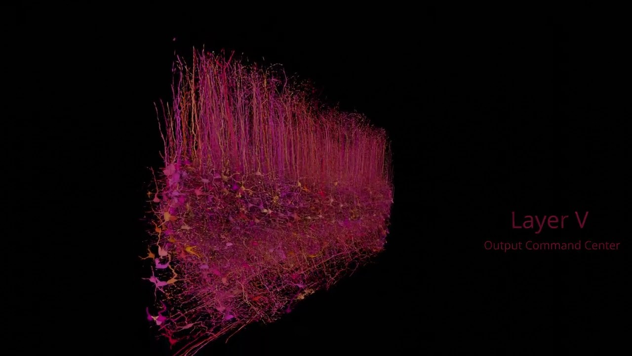 A Cubic Millimeter of Mouse Brain