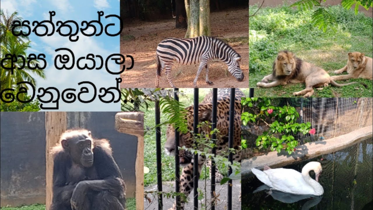 දෙහිවල සත්තු වත්ත🐅🦍🐆🐒Dehiwala Zoo🐅🦍🐆🐒