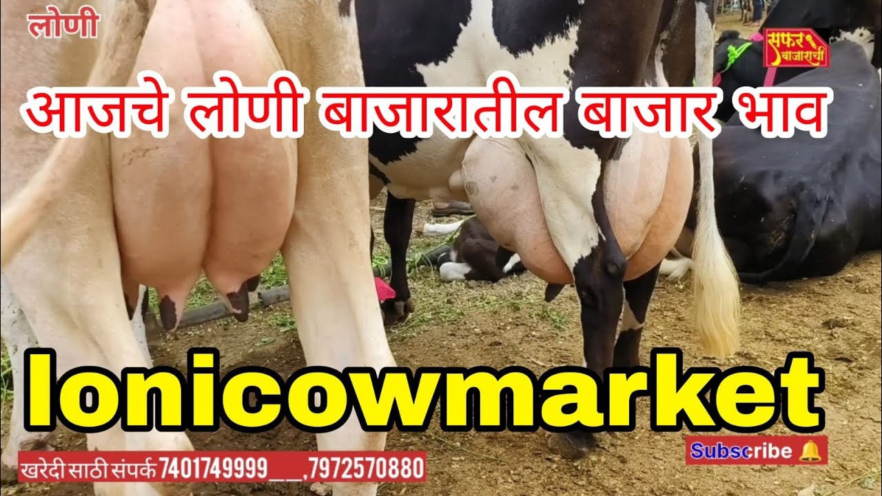 लोणी गाय बाजार hf cow market loni रेट कमी झाले #cow
