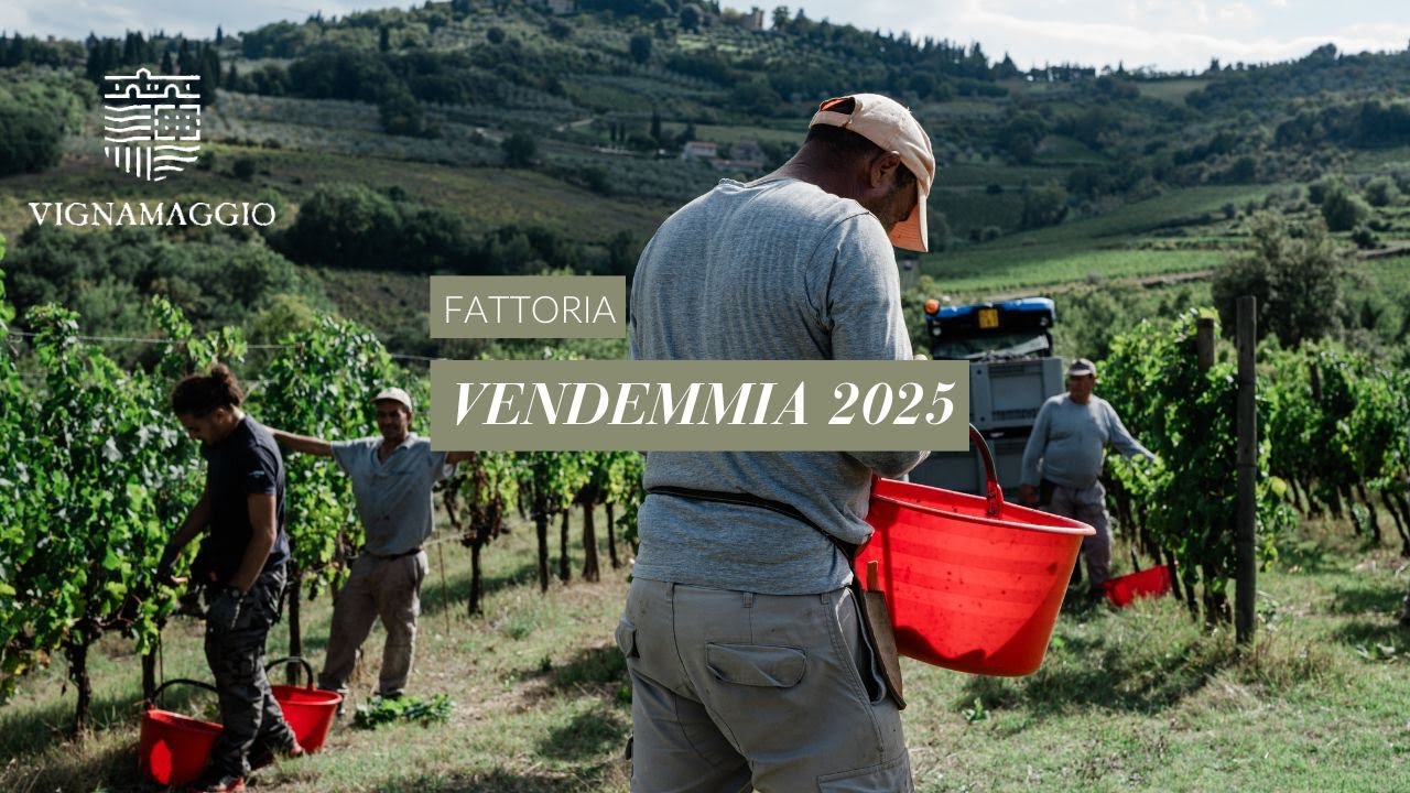 🍇Vendemmia 2025