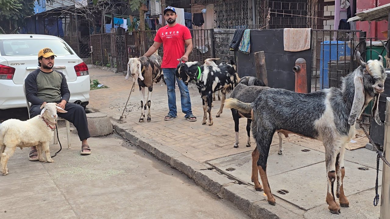 Extraordinary Quality🔥 Aisa Quality Rate😱 Phir Nahi Looto Aur Shouk Karo || F3 Goats Mahim Mumbai ||