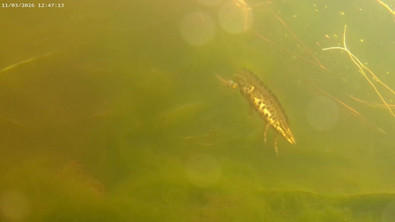 Frogs & Newts - Underwater Pond Cam - March