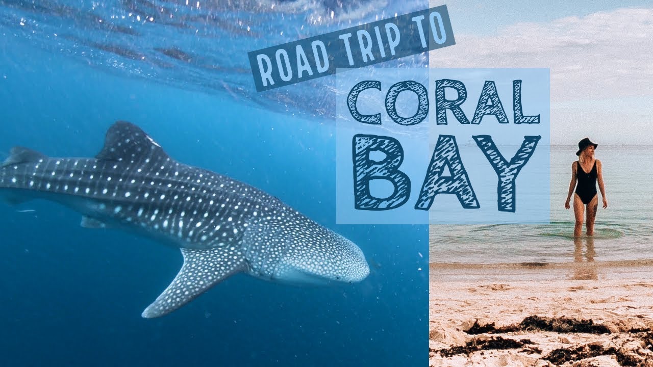 Road trip to Coral Bay to swim with whale sharks on the Ningaloo Reef
