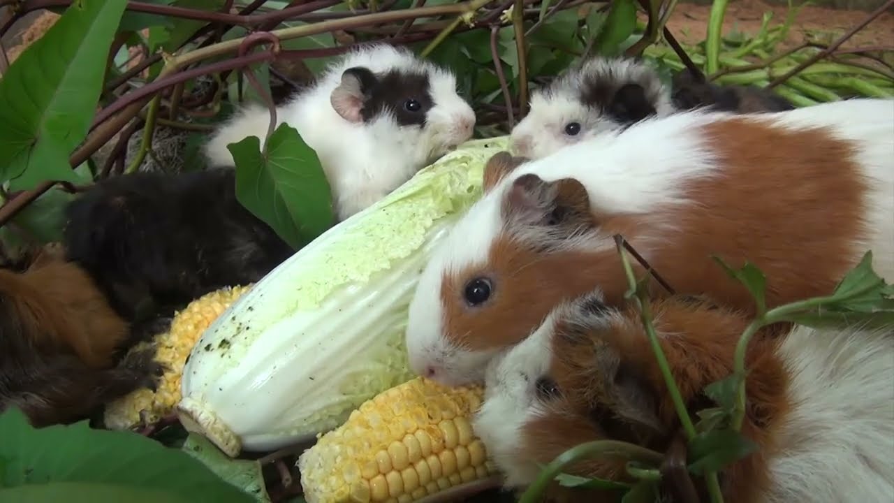 Guinea Pig Cam Morning February 6 2026 - Hungry Sounds