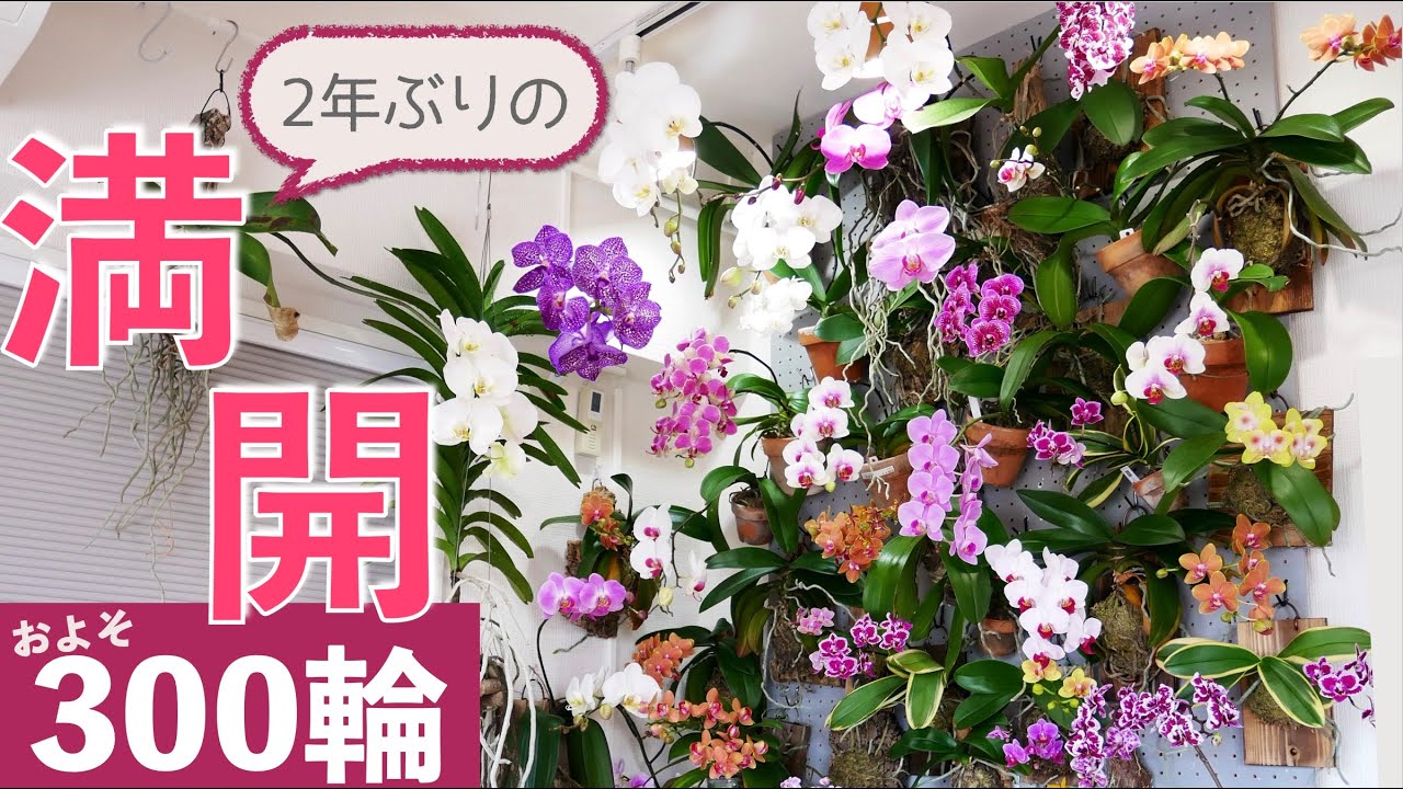 【眼福！】この景色が見れるのは何年かに一度です※一般家庭のダイニングで愛知ラン展