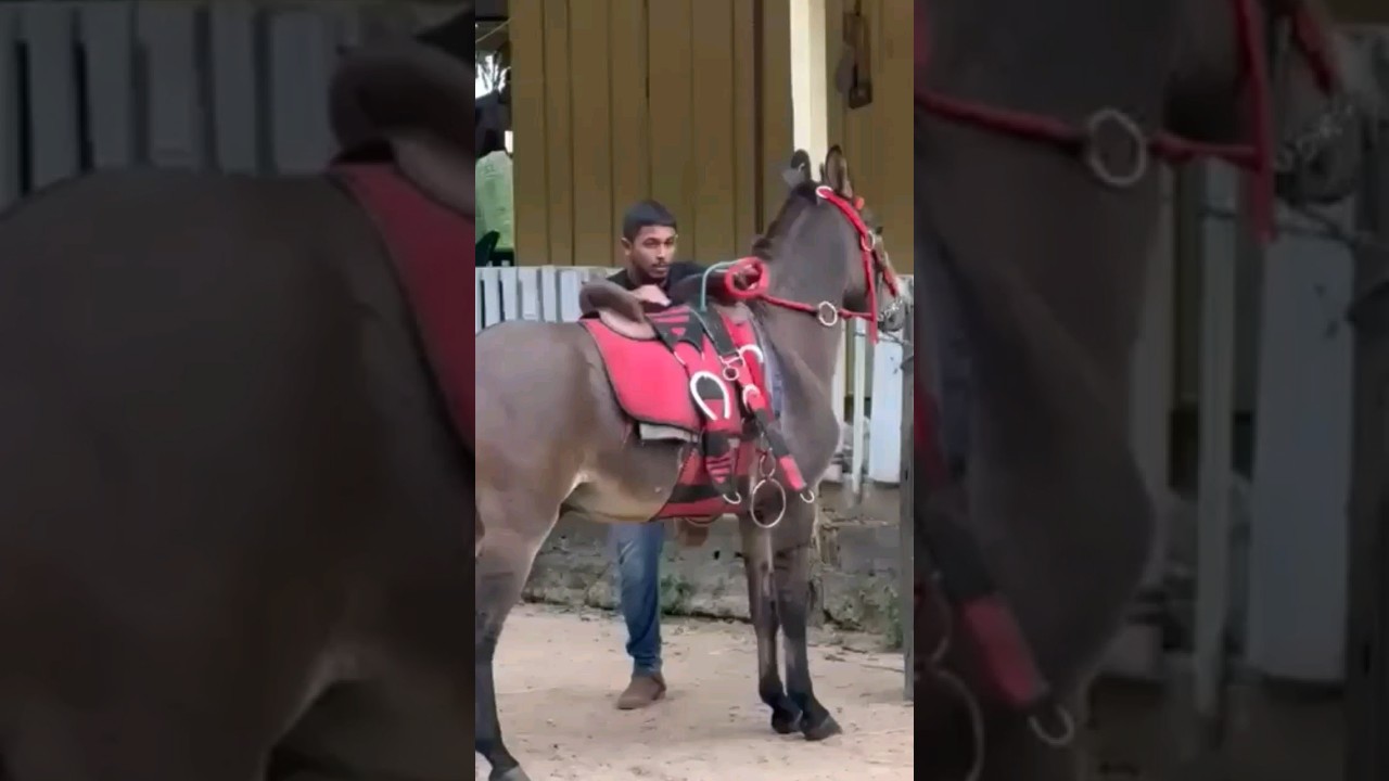 Montando a cavalo
