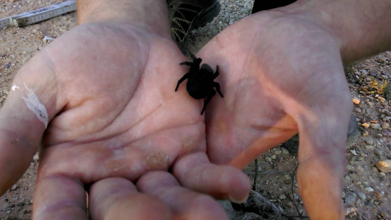eresus una araña fuera de lo comun