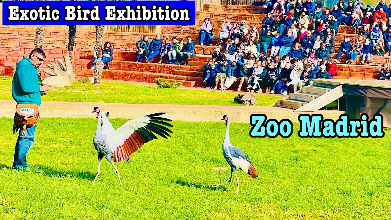 Exotic Bird Show Exhibition Zoo Aquarium Madrid | Espectáculo Exóticas Aves Rapaces En Zoo Madrid
