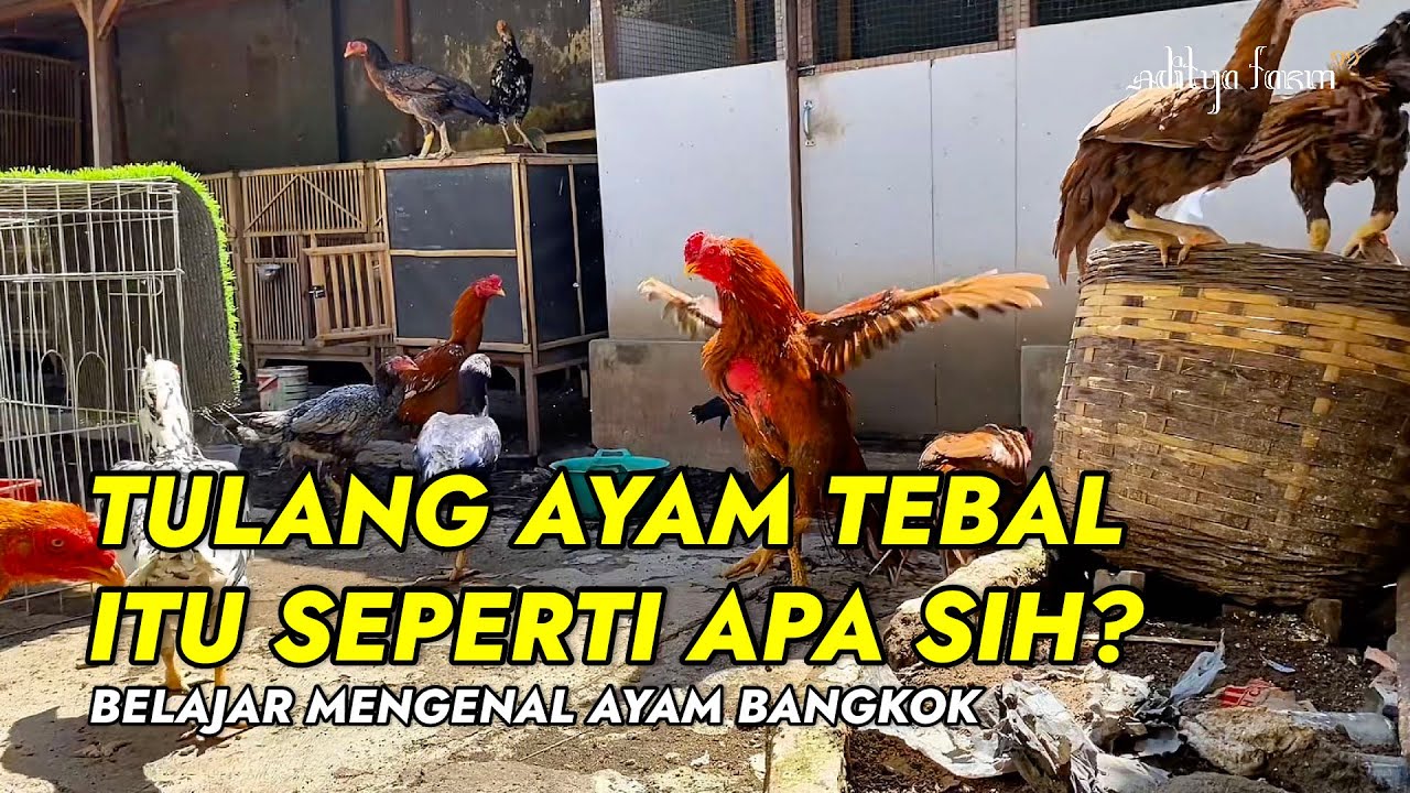 AYAM TULANGAN TEBAL ITU GIMANA SIH MAKSUDNYA!!