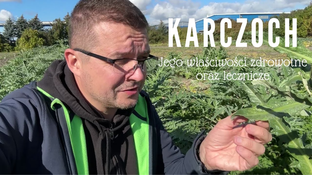 Karczoch Na wątrobę i nie tylko
