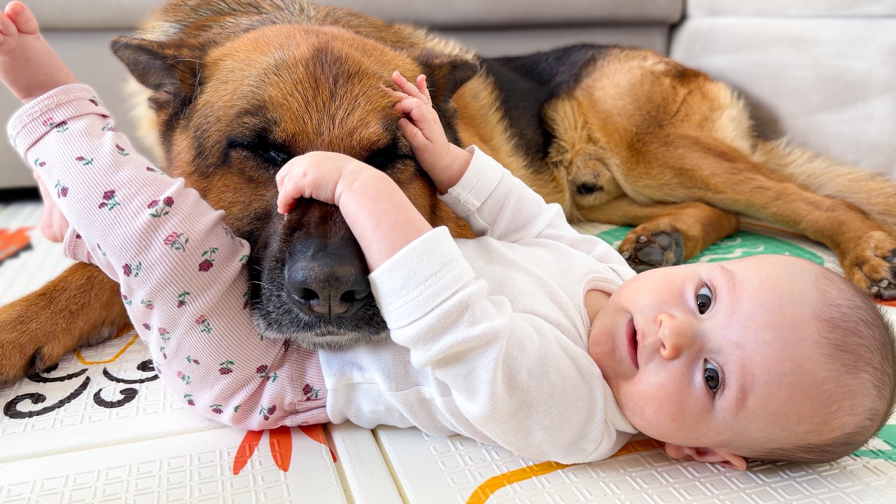 Baby Touches the German Shepherd&rsquo;s Face &mdash; Sweet Reaction