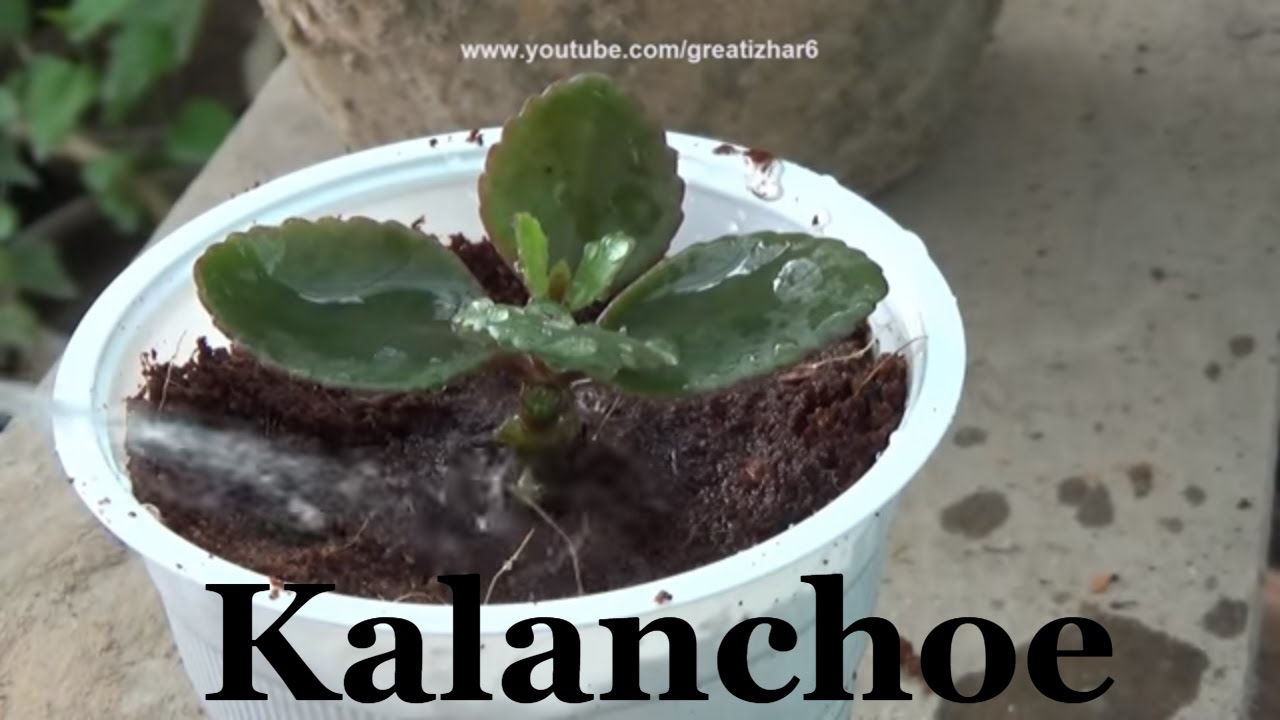 How to Grow Kalanchoe Plant | Care of Kalanchoe | Flowering Plants (Urdu/hindi)