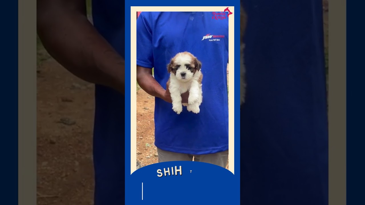 Newest Fluffy Shih-Tzu Puppies | Best Pet shop in Chennai | Anna Nagar | Chennai