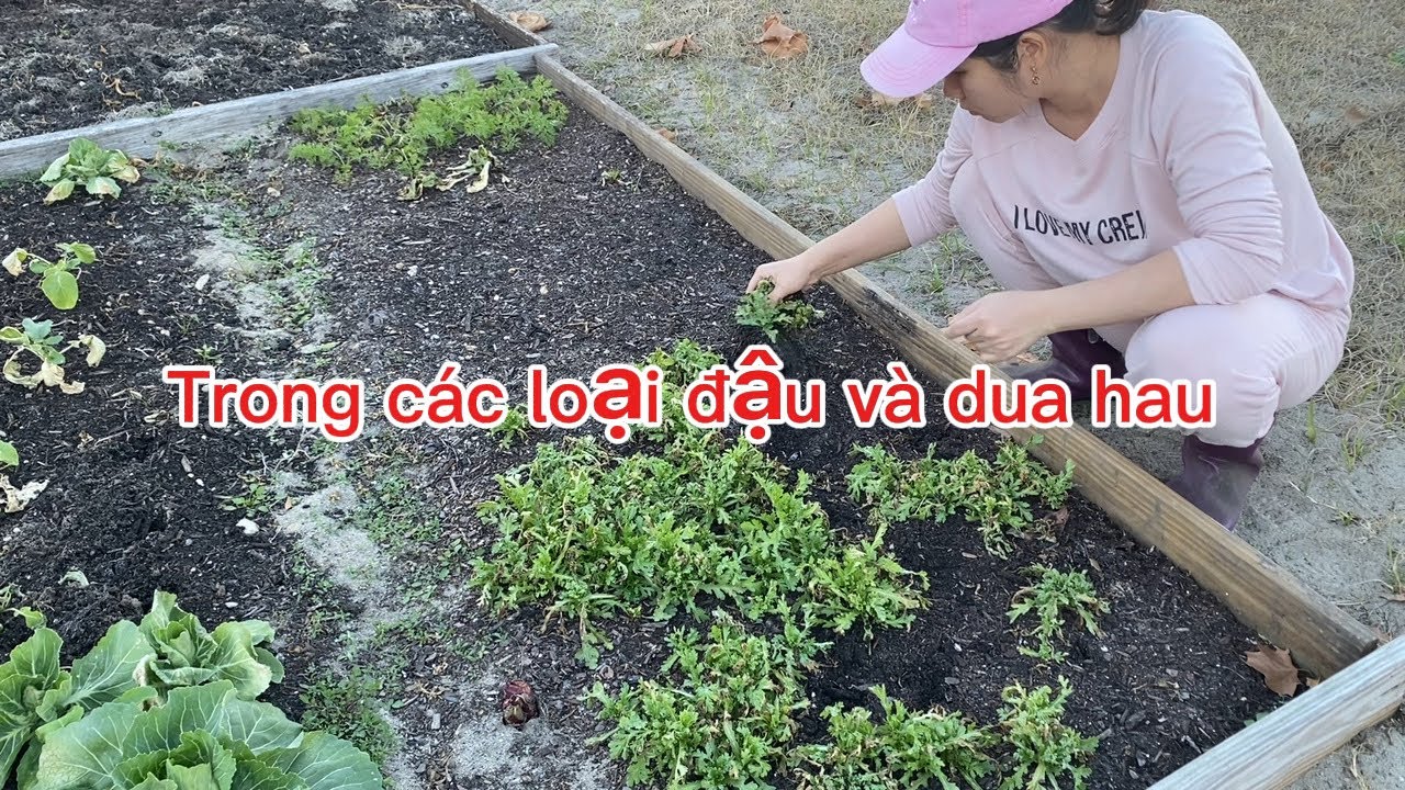 Cách trong các loại đậu va dưa hấu, dua gang 