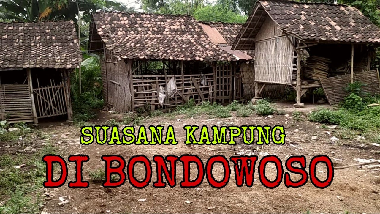 Bikin Kangen!! Suasana Kampung di Desa Gentong Taman Krocok Bondowoso