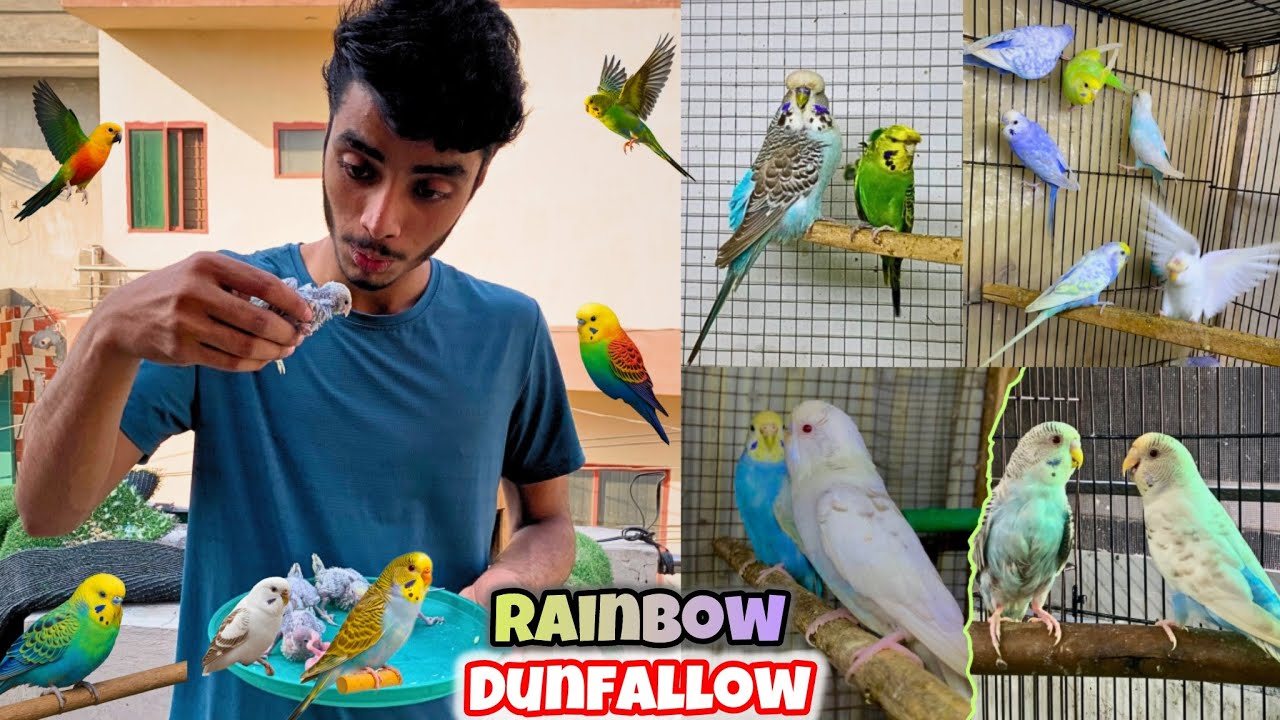 Dun fallow ka bacha nikl aya😍|How to make rainbow dunfallow💜🌈😍