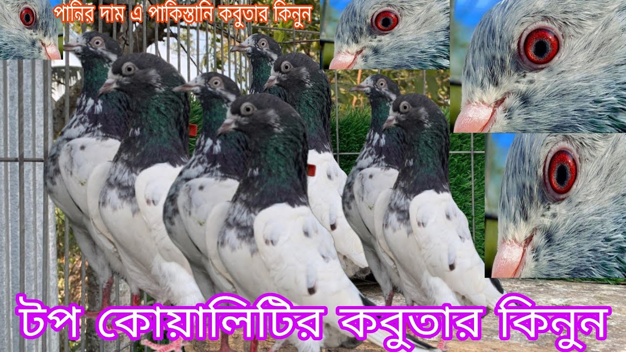 টপ কোয়ালিটির কবুতার কিনুন টুনামেন্ট খেলুন গেরান্টি সহকারে হীরালাল মহিসুর আলীওয়ালা টেডি কেটিএম 