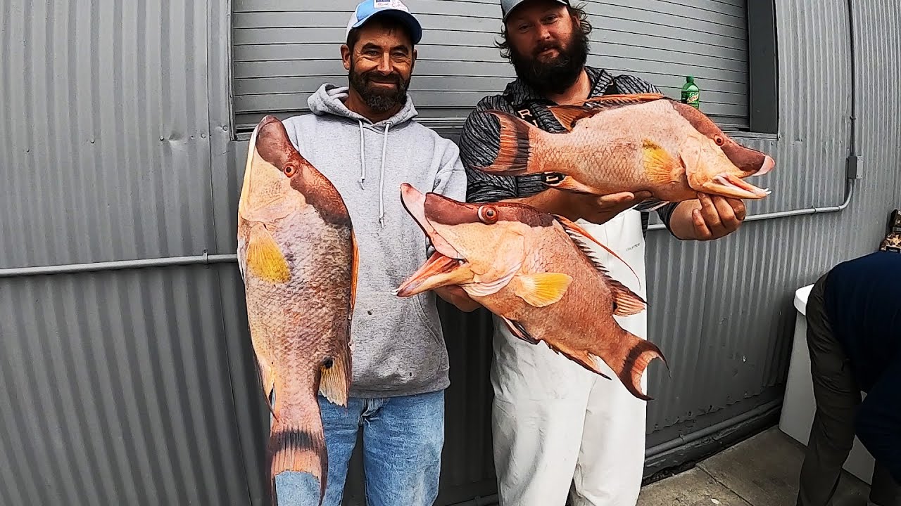 Offshore in the Gulf | MASSIVE HOG FISH | Catch and Cook