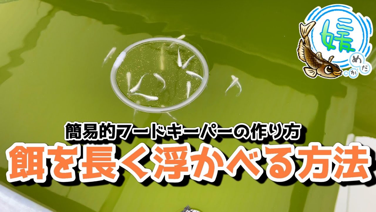 メダカの餌を長く浮かべる方法～簡易的なフードキーパーの作り方＆連日の雨に注意～【媛めだか】