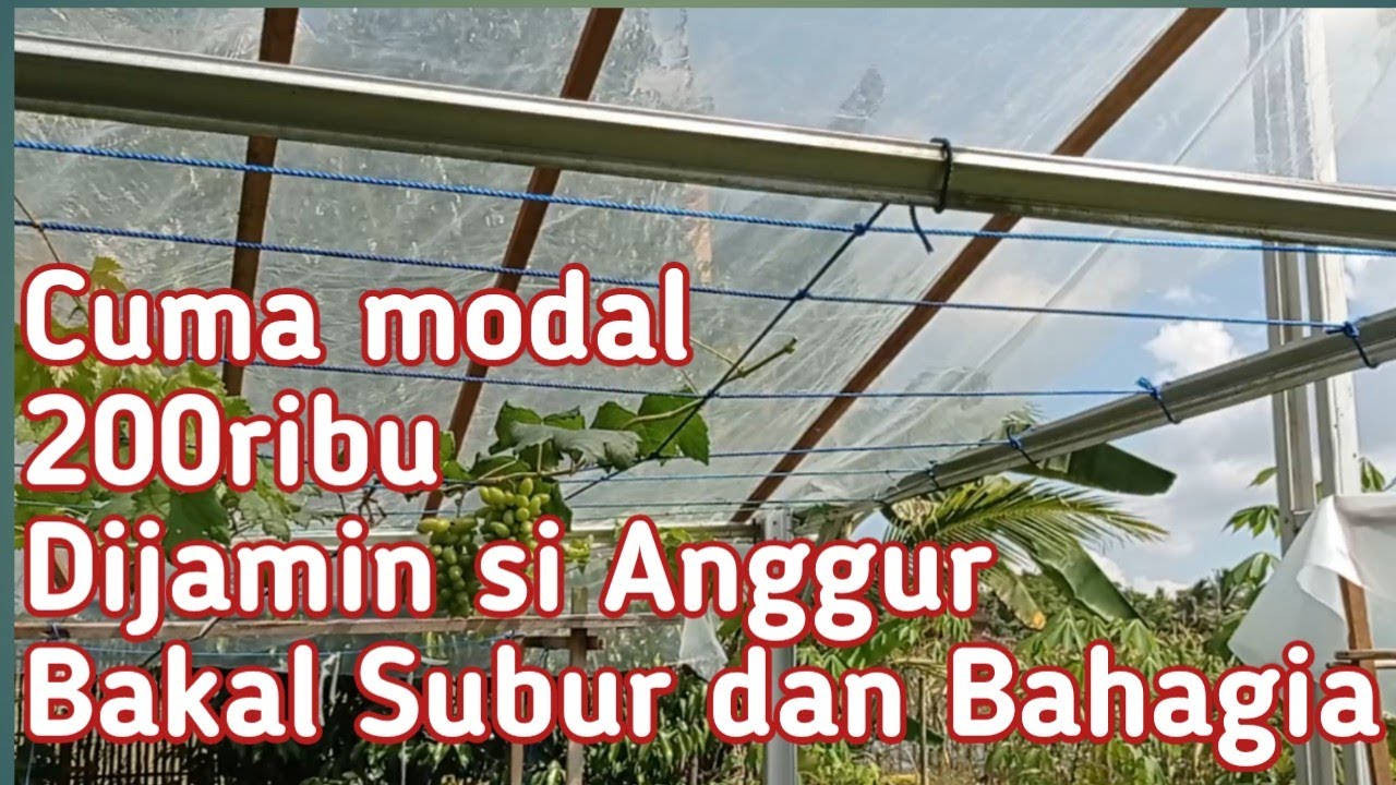 Bikin naungan tanaman anggur modal cuma 200ribu ukuran 9 meter persegi (3mx3m)