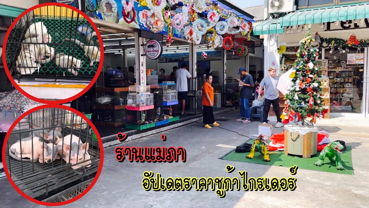 Zing’s Day l ร้านแม่ภาตลาดจตุจักร อัปเดตราคาชูก้าไกรเดอร์