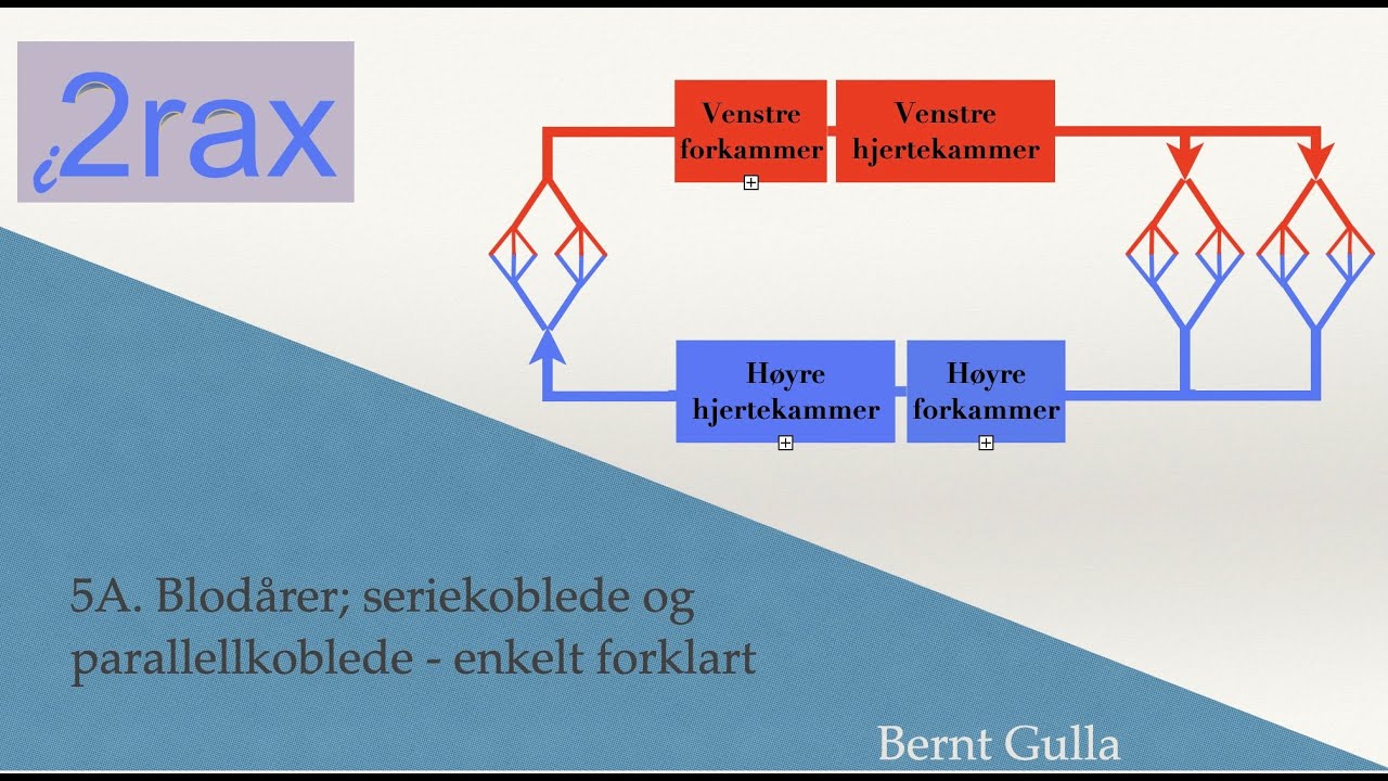 5  Blod&aring;rer; seriekoblede og parallellkoblede kar