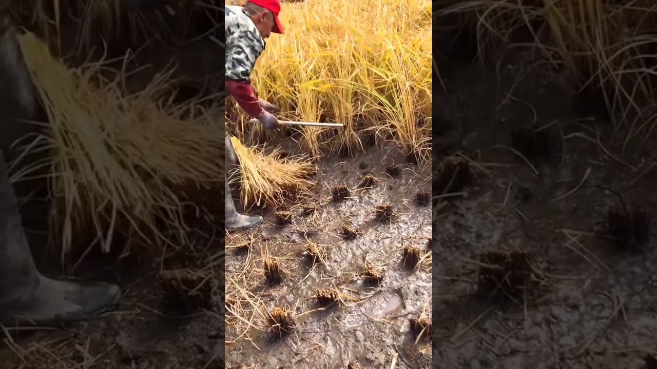 Manual Harvesting of Rice
