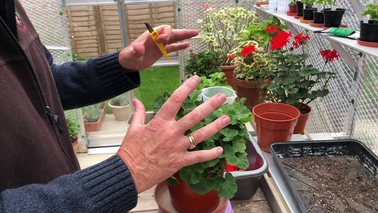 Базовая пересадка пеларгонии в сентябрь 2020 г.