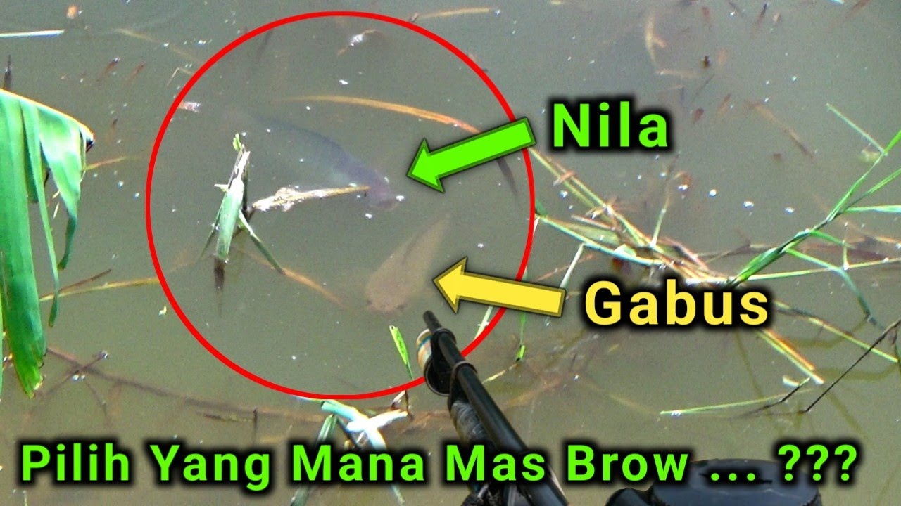 Dilema Antara Dua Pilihan | Menembak Ikan Nila Dan Ikan Gabus