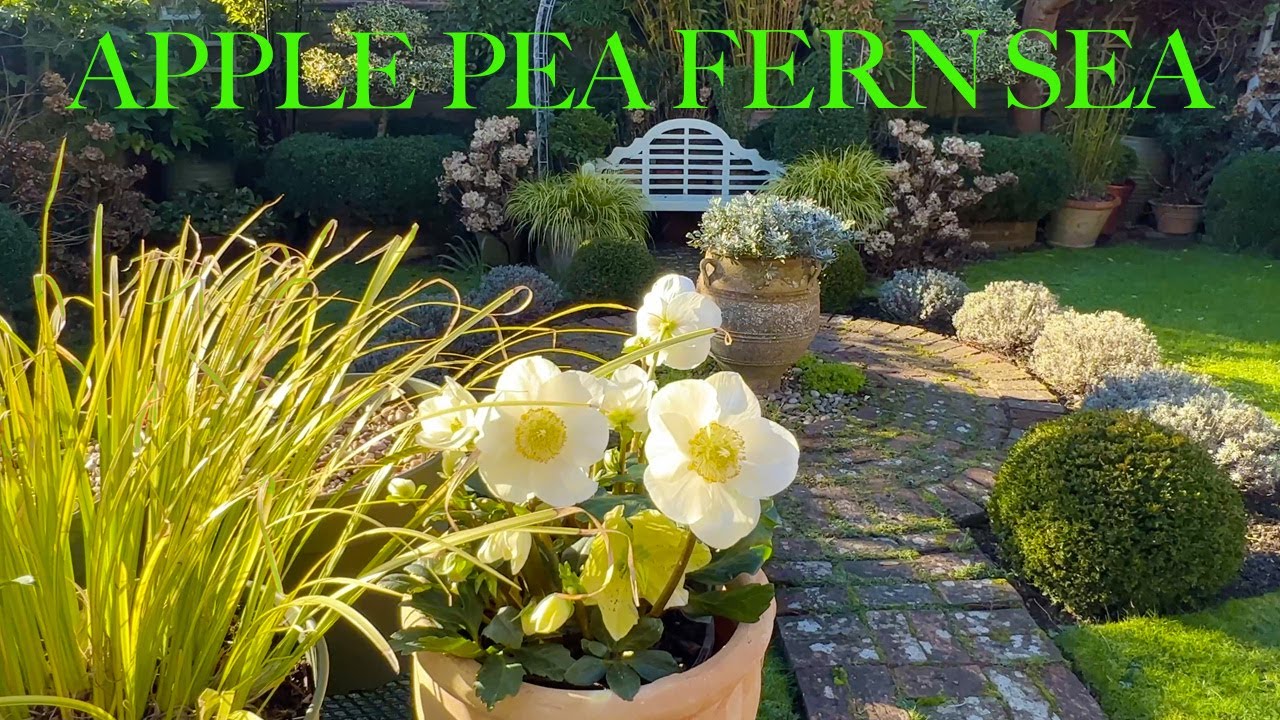 Beautiful January Garden Tour plus Our Secret Garden | Small Space Flowers, Foliage, Sunshine & Snow