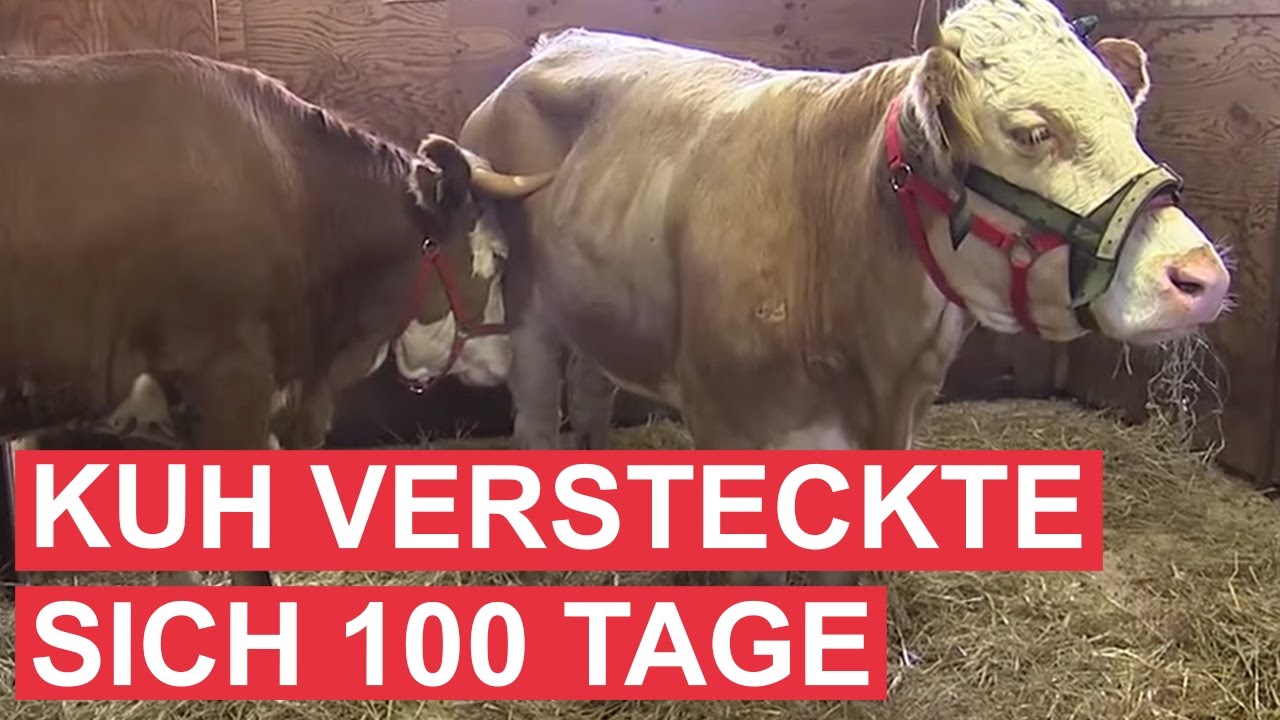 Kuh Yvonne - die berühmteste Kuh der Welt