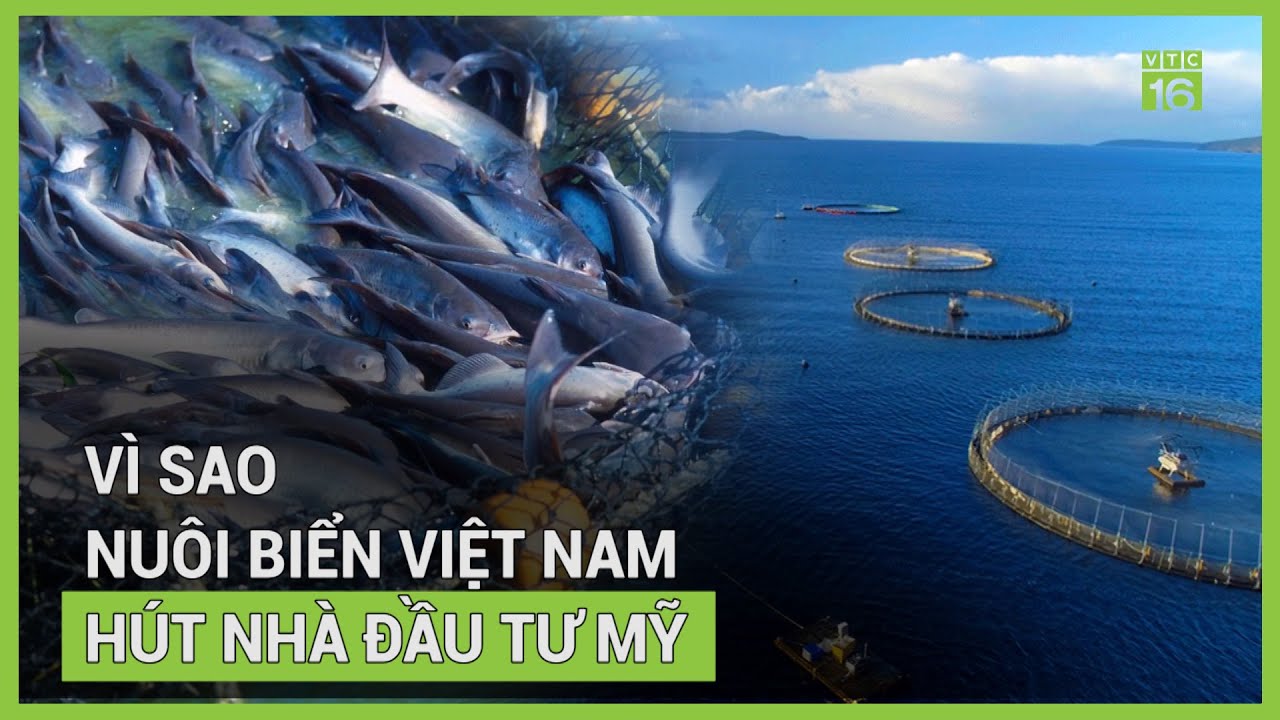 Mỹ đầu tư lớn vào nuôi biển tại Việt Nam | VTC16