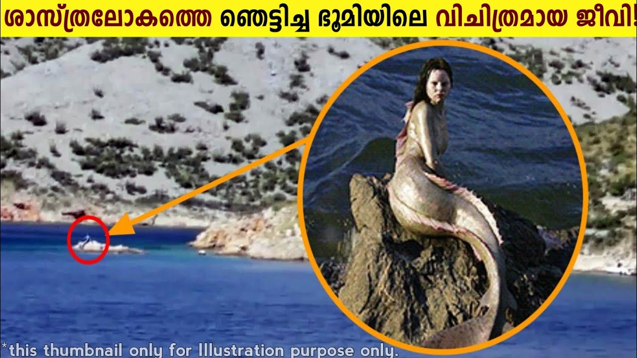 ഭൂമിയിലെ ഏറ്റവും വിചിത്രമായ ജീവികളെ കണ്ടിട്ടുണ്ടോ!😱 Unusual Anumals And Creatures In The World 