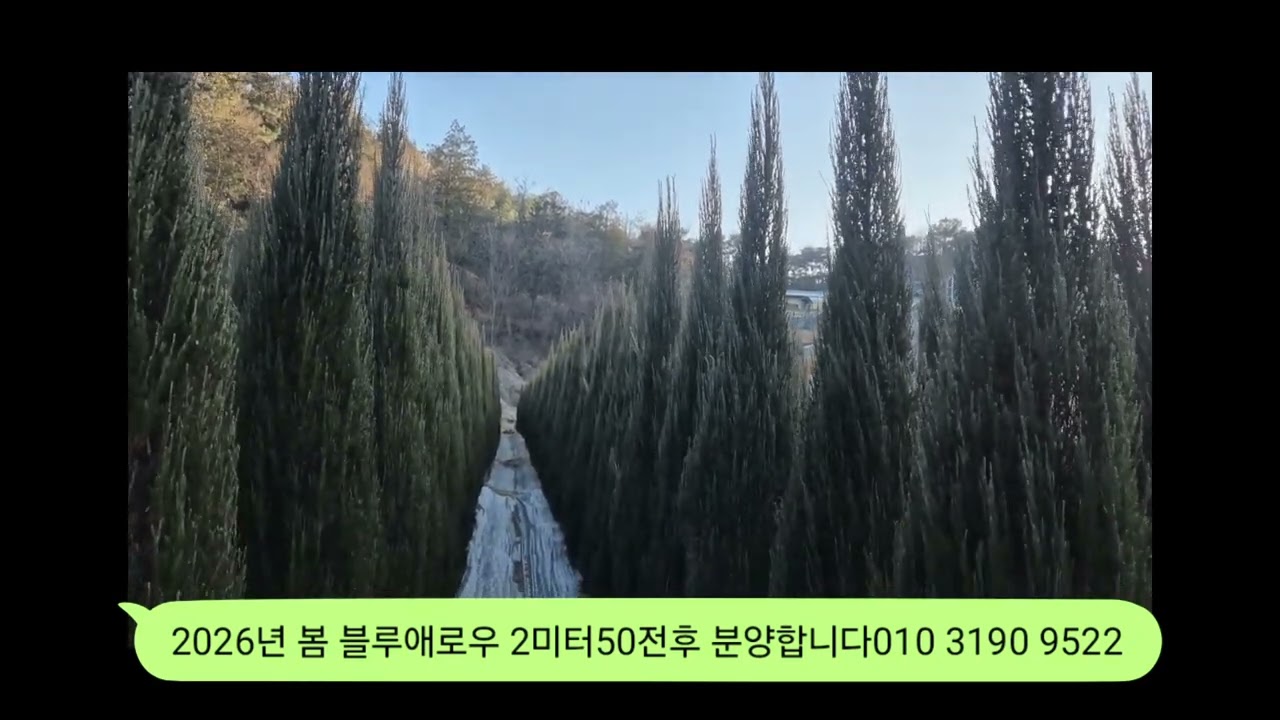 블루애로우 분양합니다
