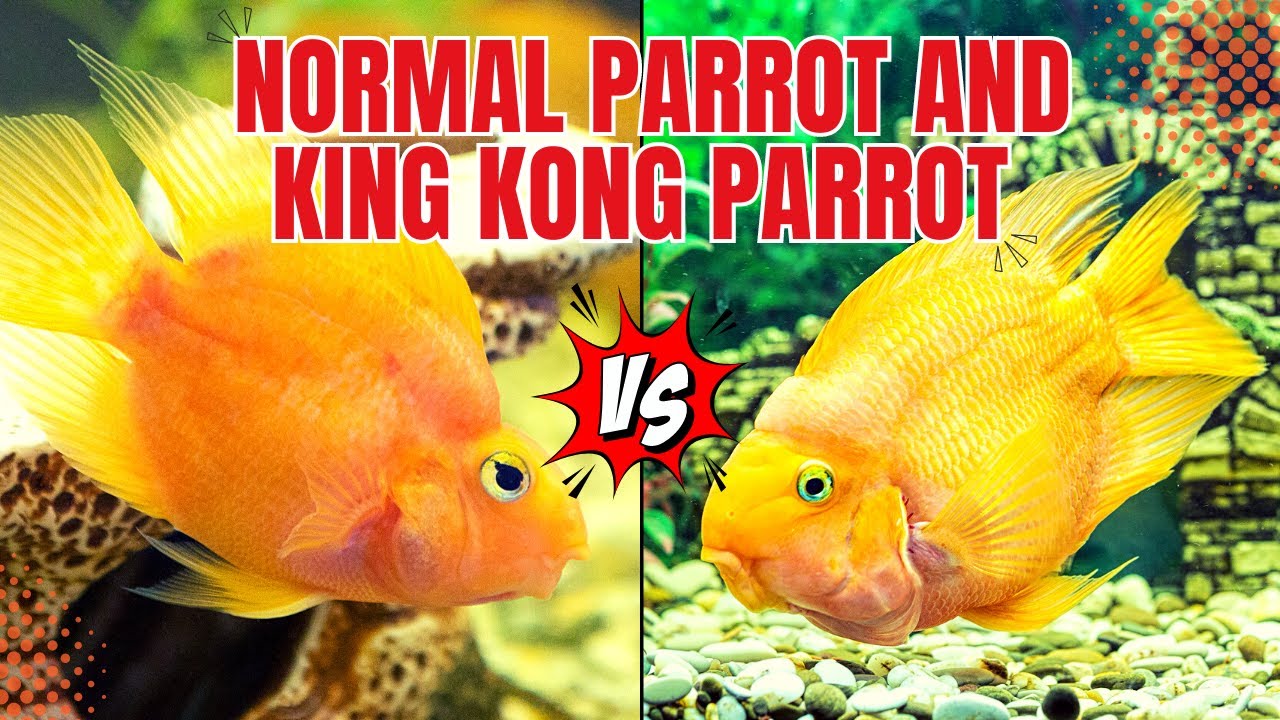 Разница между попугаем Кинг-Конг и обычной рыбой-попугаем || Обязательно к просмотру