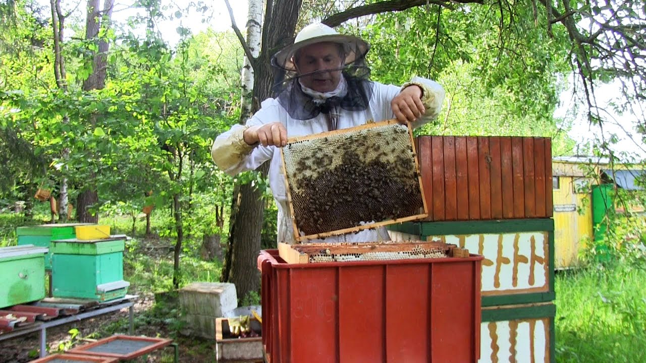 Včelstvo na jaře 2020 6