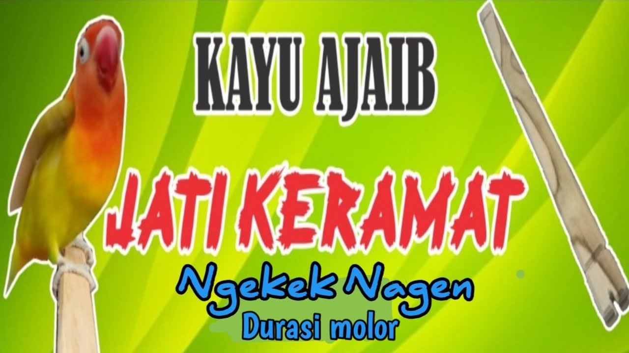 TANGKRINGAN KAYU AJAIB JATI KERAMAT BIKIN NAGEN BETAH NGEKEK