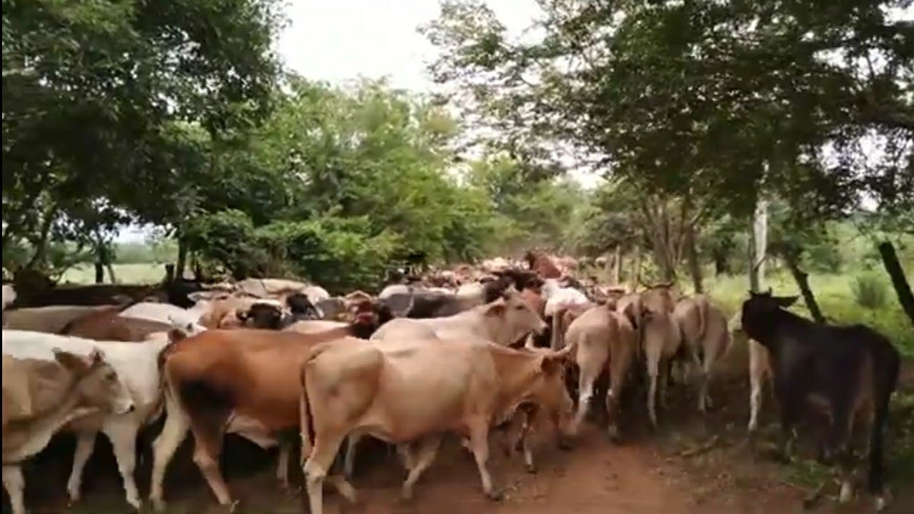 CAMBIANDO EL  GANADO DE  POTRERO 🐄🐄🐂