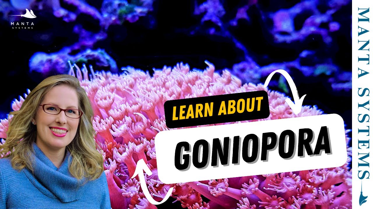 Уход за кораллами рода Goniopora: простое решение.