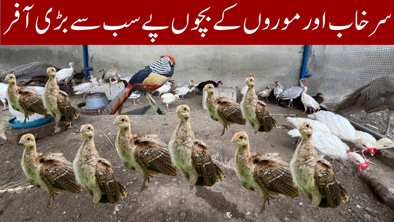 Biggest Offer on Peacock Chicks | Biggest Offer on Pheasant Chicks | Ground Birds Farm